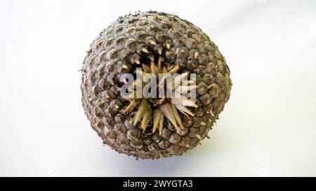 Pommes de pin et pignons de pin dans les grains et le fruit fermé aussi bien Banque D'Images