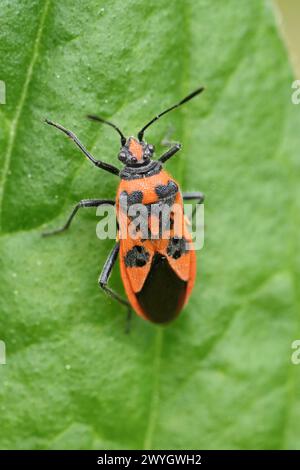 Gros plan détaillé sur une guêpe maçonne précoce, Ancistrocerus nigricornis assis sur du bois Banque D'Images