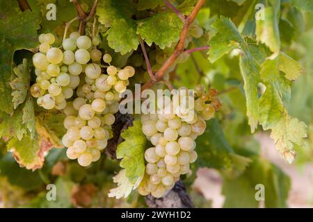 Vignobles près de Laguardia. Rioja Alavesa, Álava, Euskadi, Espagne. Banque D'Images