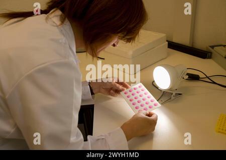 Test Rose Bengale, laboratoire de diagnostic, Departamento de Producción y Sanidad animal, Neiker Tecnalia, Instituto de Investigación y Desarrollo Agrario, Ganadero, Forestal y del Medio Natural, Derio, Bizkaia, Euskadi, Espagne. Banque D'Images