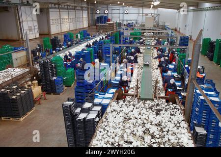 Collection de champignons, champignon de butte, Agaricus bisporus, Agroalimentaire, Ayecue frais, Grupo Riberebro, Autol, la Rioja, Espagne. Banque D'Images