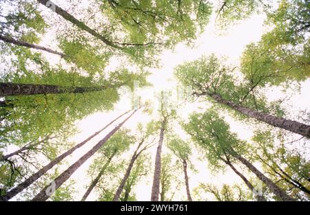 Hêtre européen (Fagus sylvatica). Forêt d'Irati. Navarre. Espagne. Banque D'Images