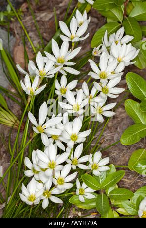 Masse de fleurs blanches de Zephyranthes candida, lys de pluie, ithat a émergé n un jardin après une averse de pluie Banque D'Images