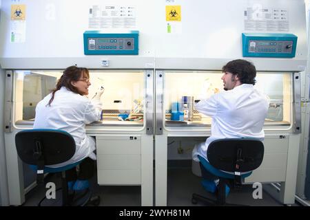 Purification des leucocytes en armoire à flux laminaire, salle de culture, laboratoire biopharmaceutique, développement de nouvelles molécules thérapeutiques à base d'anticorps humains pour le traitement des maladies infectieuses et inflammatoires, Biotherapix, Grupo Genetrix, Madrid. Banque D'Images