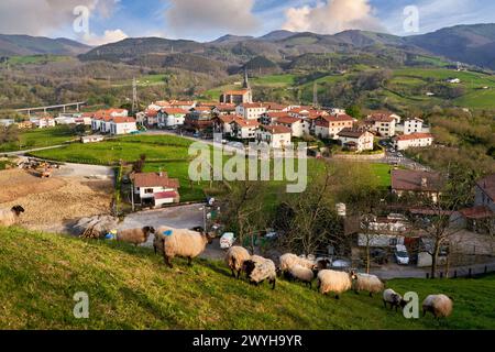 Rebaño de ovejas, Aduna, Gipuzkoa, Pais Vasco, España. Banque D'Images