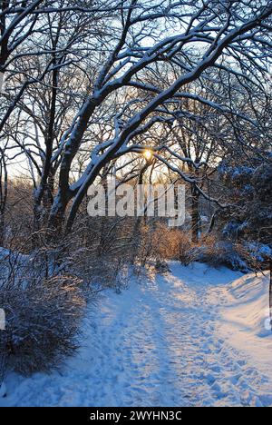 Le soleil jetant un coup d'œil à travers les arbres enneigés crée un rêve comme une scène hivernale à Central Park, New York City Banque D'Images