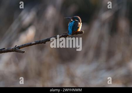 Un martin-pêcheur eurasien (Alcedo atthis) dans un parc de Kanagawa, au Japon. Banque D'Images
