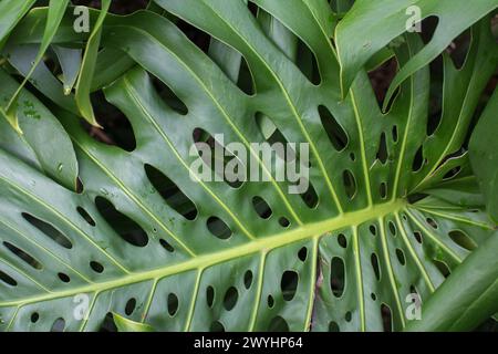 Gros plan des feuilles d'un Monstera deliciosa forment une composition paisible sur l'île de Maui, Hawaï Banque D'Images