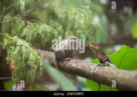 Un marmoset pygmée regarde autour de l'intérieur du sanctuaire des papillons à l'extérieur d'Iquitos Pérou dans la forêt amazonienne, pour le sauvetage et la réhabilitation de la faune Banque D'Images