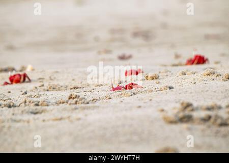 Crabes fantômes rouges ou macrocères d'ocypodes sortant de son terrier sablonneux pendant la journée. C'est un charbonnier qui creuse un trou à l'intérieur de plages de sable et de zones de marée Banque D'Images