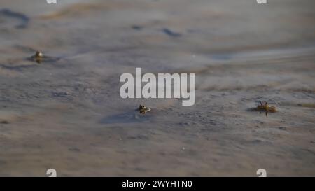 Mudskipper jetant un coup d'œil du trou de terrier avec ses yeux hors de l'eau. Cette espèce de mudskipper est connue sous le nom de mudskipper à taches bleues ou Boleophthalmus bodda Banque D'Images