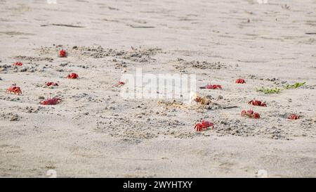 Crabes fantômes rouges ou macrocères d'ocypodes sortant de ses terriers sablonneux pour se nourrir d'une carcasse animale sur une plage de sable ou des zones de marée. Il a les yeux blancs et Banque D'Images