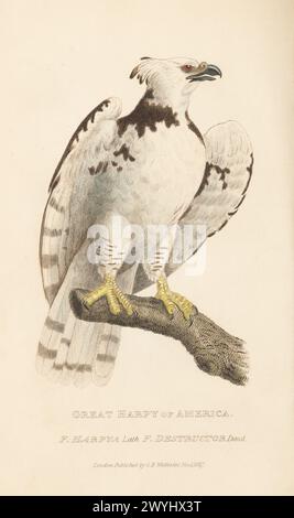 Aigle harpie américain, Harpia harpyja, vulnérable. D'après un spécimen au musée d'Édimbourg. Grande harpie d'Amérique, Falco harpya, Falco destructeur. Gravure sur cuivre colorée à la main tirée de The animal Kingdom d'Edward Griffith par le Baron Cuvier, Londres, Whittaker, 1827. Banque D'Images