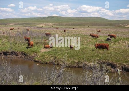 Vaches qui paissent sur des terres de ranch près du ruisseau Stimson, dans les contreforts et les prairies du sud de l'Alberta. Banque D'Images
