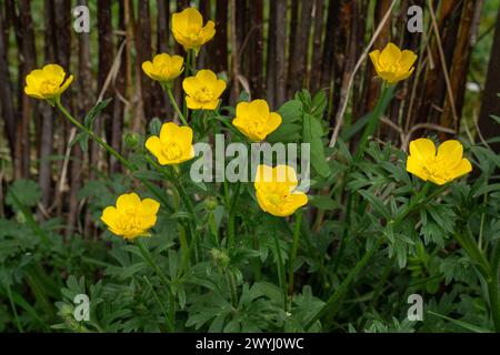 Gros plan de fleurs bulbeuses en forme de buttercup (Ranunculus bulbosus) fleurissant au printemps Banque D'Images