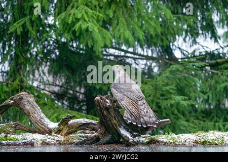 Goshawk eurasien (Accipiter gentilis) dans la forêt de Bialowieza, Pologne. Mise au point sélective Banque D'Images