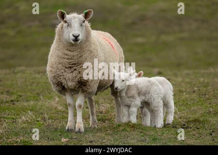 Mère mouton avec ses deux agneaux nouveau-nés par temps froid et pluvieux de printemps. Face à l'avant sur Croftland sur l'île de Tiree, Hébrides intérieures, Écosse. S Banque D'Images