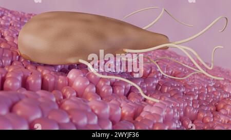 Rendu 3d de Giardia, est un parasite microscopique qui vit dans les intestins. Le parasite peut causer une infection intestinale appelée Giardiasis Banque D'Images