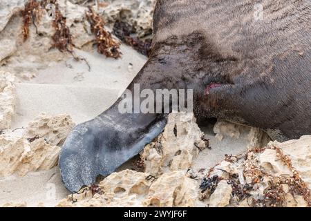 Otarie à fourrure de Nouvelle-Zélande (Arctocephalus forsteri), sauvage en Australie, mâle adulte imposant, détail d'une patte avant (nageoire) et blessure. Banque D'Images