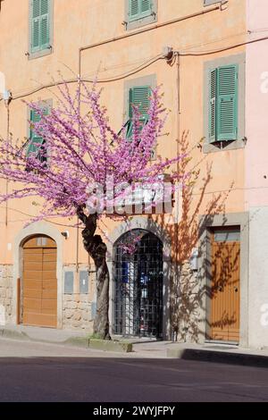 Fleur d'arbre et propriété avec volets de fenêtre en bois vert à Montefiascone, province de Viterbo, région du Latium, Italie. 7 avril 224 Banque D'Images
