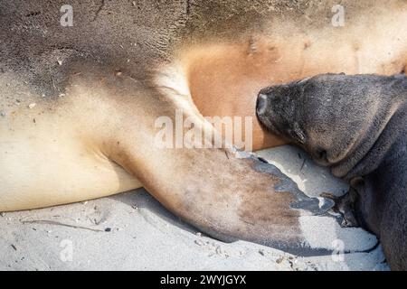 Lion de mer australien (Neophoca cinerea), bébé tête sa mère. Banque D'Images