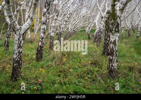 Betula pendula var. plantée carelica en automne. Le bouleau frisé est une variété spéciale du bouleau argenté. Le bois le plus précieux est vendu au poids. Banque D'Images