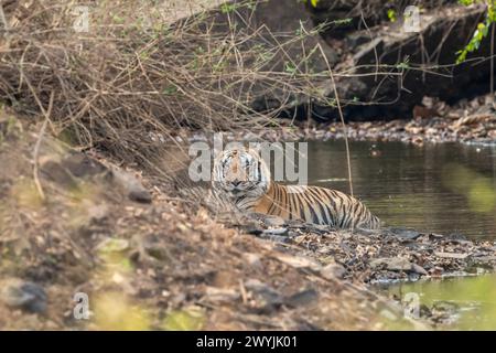 sauvage énorme mâle tigre du bengale ou panthera tigre se reposant dans un trou d'eau rafraîchissant le corps saison estivale safari matinal dans la forêt sèche ou la jungle à panna Banque D'Images