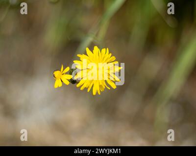 Fleur de Calendula officinalis isolée sur fond blanc. Plante médicinale Marigold, herbe cicatrisante. Ensemble de trois fleurs de calendula. Banque D'Images