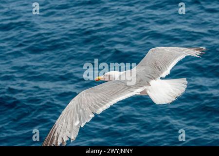 Mouettes volantes, silhouette vue de dessus. Oiseau survole la mer. Les mouettes planent au-dessus de la mer bleue profonde. Mouette chassant les poissons. Mouette au-dessus d'une étendue illimitée Banque D'Images