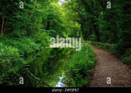 Sentier par un canal Cromford très vert à Whatstandwell près de Matlock dans le Derbyshire, Angleterre Banque D'Images