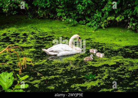 Un cygne et ses jeunes cygnets sur un canal très vert de Cromford à Whatstandwell près de Matlock dans le Derbyshire, en Angleterre Banque D'Images