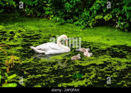 Un cygne et ses jeunes cygnets sur un canal très vert de Cromford à Whatstandwell près de Matlock dans le Derbyshire, en Angleterre Banque D'Images