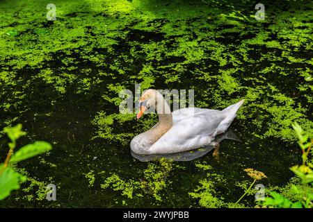 Un cygne sur un canal très vert de Cromford à Whatstandwell près de Matlock dans le Derbyshire, en Angleterre Banque D'Images