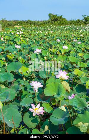 Cambodge, Kampong Cham, culture de fleurs de lotus Banque D'Images