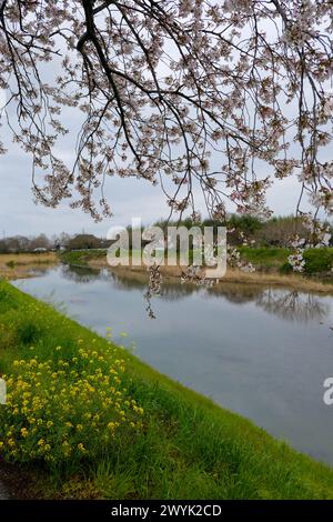 Fukuoka Sakura fleurit au bord de la rivière, herbe verte, avec des fleurs jaunes Banque D'Images