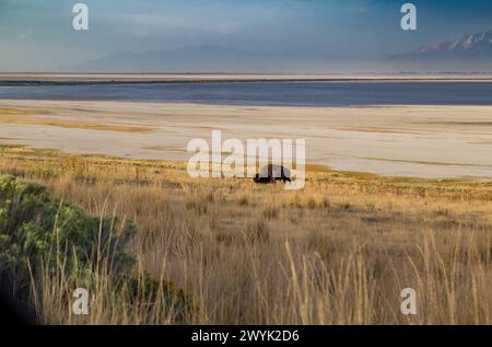 Bison solitaire pâtissant sur les herbes des prairies le long de la rive du Grand Lac Salé dans le parc d'État d'Antelope Island près de Syracuse, Utah Banque D'Images