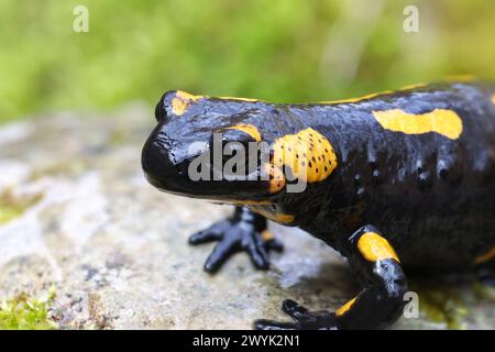 Gros plan d'une salamandre de feu dans son habitat naturel (Salamandra salamandra) ; un amphibien beau mais toxique Banque D'Images