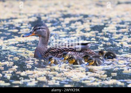 Poule colvert avec canetons nouveau-nés (Anas platyrhynchos) ; mère a pris les bébés pour leur première baignade Banque D'Images