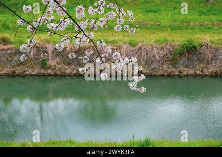 Fukuoka Sakura fleurit au bord de la rivière Banque D'Images