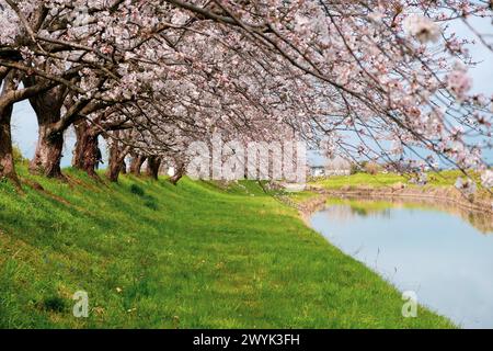 Fukuoka Sakura fleurit au bord de la rivière Banque D'Images