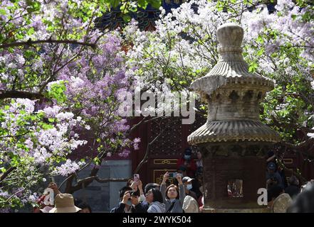 Pékin, Chine. 7 avril 2024. Les touristes prennent des photos de lilas en fleurs au temple Fayuan à Pékin, capitale de la Chine, le 7 avril 2024. Crédit : Luo Xiaoguang/Xinhua/Alamy Live News Banque D'Images