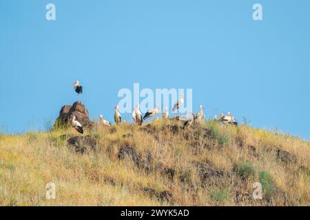 Cigogne Blanche (Ciconia ciconia) Banque D'Images