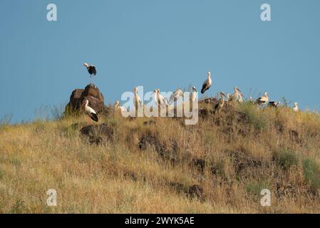 Cigogne Blanche (Ciconia ciconia) Banque D'Images
