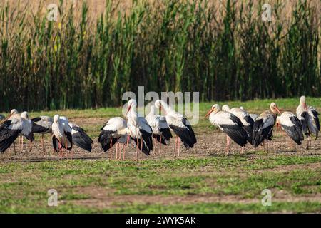 Cigogne Blanche (Ciconia ciconia) Banque D'Images