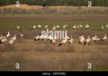 Cigogne Blanche (Ciconia ciconia) Banque D'Images