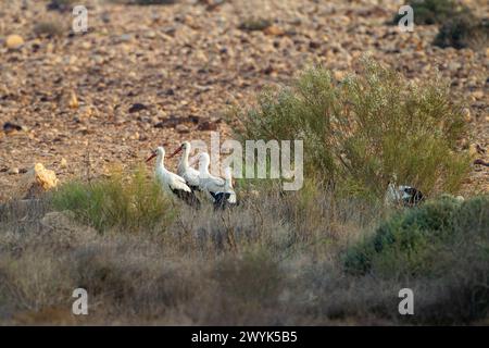 Cigogne Blanche (Ciconia ciconia) Banque D'Images