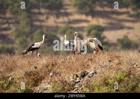 Cigogne Blanche (Ciconia ciconia) Banque D'Images