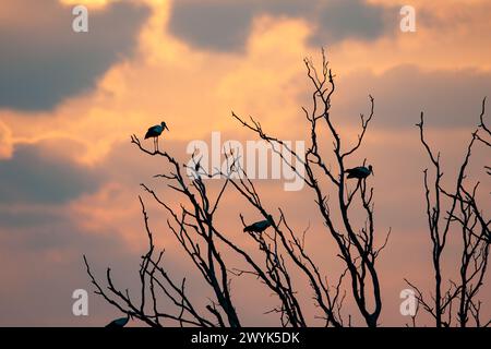 Cigogne blanche (Ciconia ciconia) perchée sur un arbre mort pendant la migration Banque D'Images