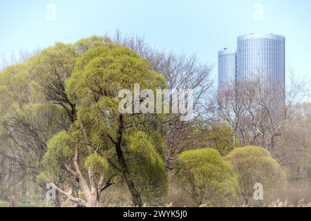 Arbres verts dans l'environnement urbain sur le fond de quelques gratte-ciel Banque D'Images