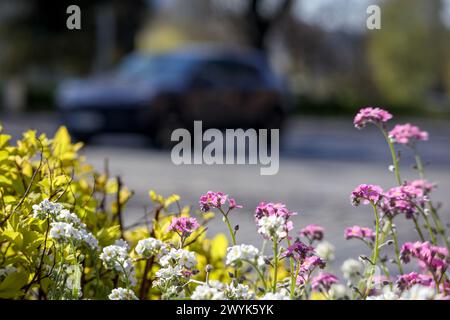 Plants de fleurs de différentes couleurs dans le sol dans un environnement urbain avec une voiture en arrière-plan Banque D'Images